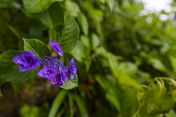 雨の中の紫陽花
