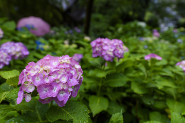 雨の中の紫陽花