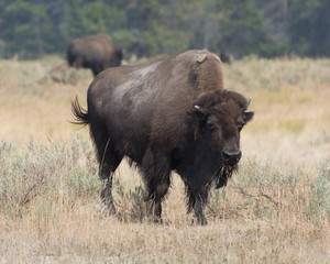 Bison in Yellowstone National Park