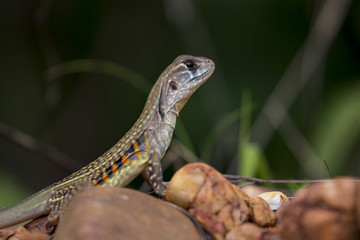 Image of Butterfly Agama Lizard (Leiolepis Cuvier) on nature background. . Reptile Animal
