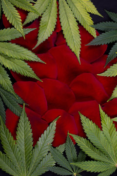 Abstract background with green fresh cannabis leaves and red roses petals