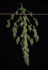 Fototapeta premium Trimmed cannabis buds (green crack marijuana strain) - isolated over black background