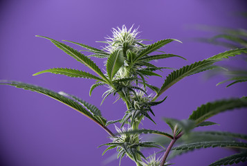Blooming Marijuana plant with early white cannabis flowers over purple