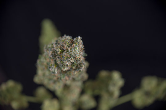 Trimmed cannabis buds (green crack marijuana strain) - isolated over black background