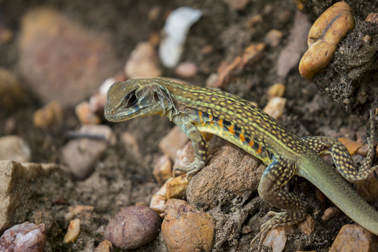 Image of Butterfly Agama Lizard (Leiolepis Cuvier) on nature background. . Reptile Animal
