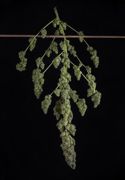Trimmed cannabis buds (green crack marijuana strain) - isolated over black background