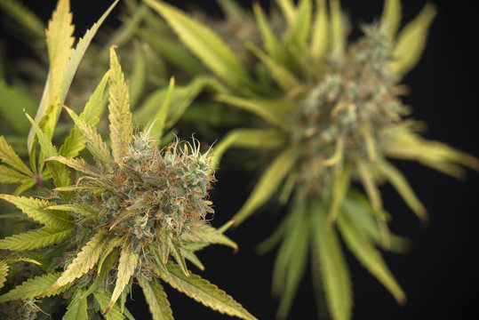 Cannabis cola (black russian marijuana strain)  on late flowering stage