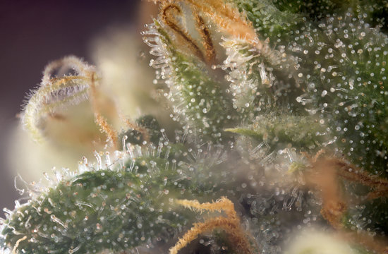 Macro detail of cannabis bud (Russian Black marijuana strain) with visible trichomes