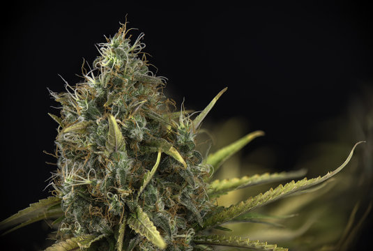 Detail of Cannabis cola (black russian marijuana strain) on late flowering stage