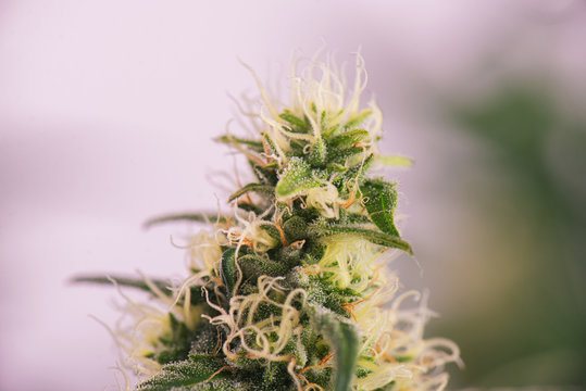 Cannabis cola (ruassian doll marijuana strain) on late flowering stage