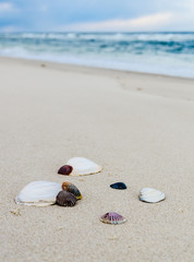 Fototapeta na wymiar Seashells on the Beach