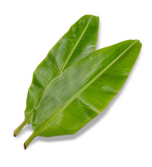Fototapeta premium banana leaf isolated on white background, File contains a clipping path.
