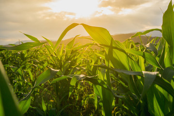 young green corn field in agricultural garden and light shines sunset