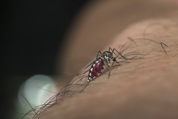 Close-up of a mosquito sucking blood