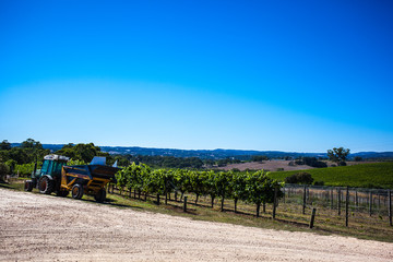 Fototapeta premium winery farm