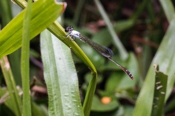 close up shot of dragonfly