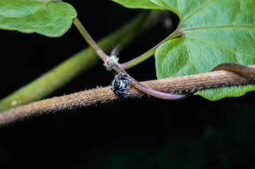 close up jumping spider at the forest