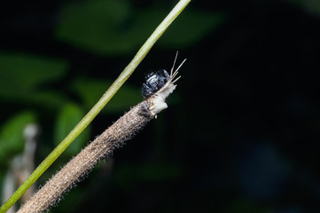 close up jumping spider at the forest