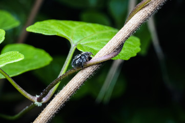 close up jumping spider at the forest
