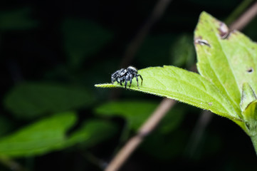 close up jumping spider at the forest