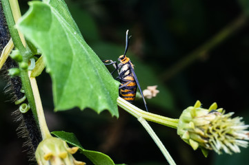 close up of orange bee