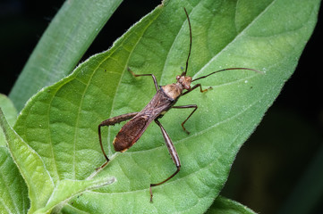 close up view of cricket