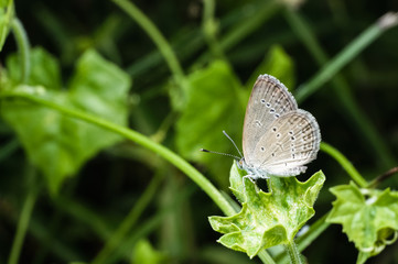 close up shot of butterfly