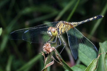 close up shot of dragonfly