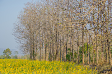 Obraz premium A row of trees with dry yellow flowers.
