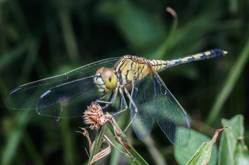 close up shot of dragonfly