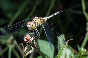 close up shot of dragonfly