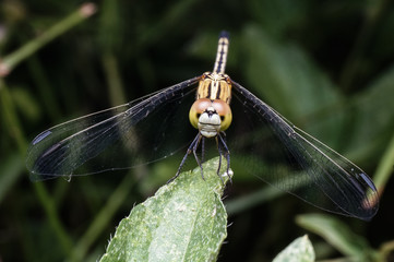 close up shot of dragonfly