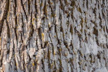 Frozen tree trunk close-up