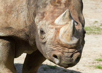 Fototapeta premium Rhino Stare