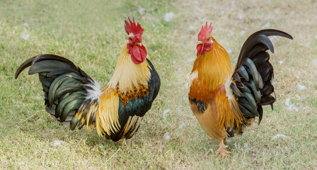 close up portrait of two bantam chickens, Beautiful colorful cock