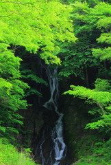 夏の白糸の滝