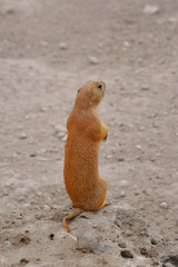 Prairie Dog Vertical/Prairie Dog on his back legs looking out.