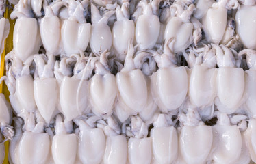 Fresh squid in local market in Thailand