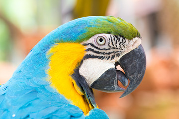 macaw