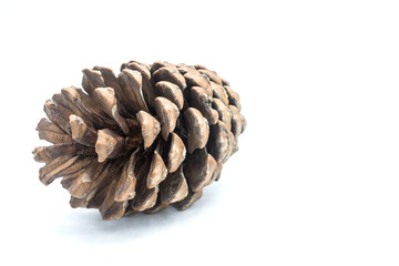 Cedar pine cone isolated on white background.