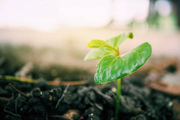 Plant growth-plant green growing out from soil.
