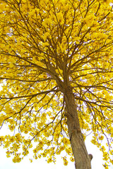 Obraz premium yellow tree