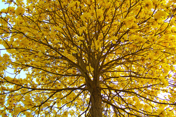 Obraz premium yellow tree