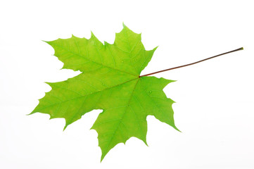 green maple leaf isolated on white background