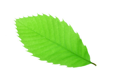 green leaves with leaf vein texture isolated on white background