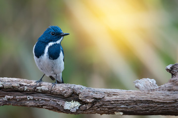 Blue and white bird.Small and charming bird ,Ultra marine flycatcher ( Ficedula superciliaris ),perching alone in highland forest,natural blurred background and sunlight.
