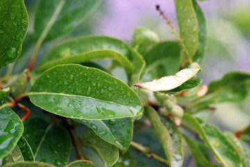 Fototapeta premium Beautiful rain drops on green leaves after rain, Natural green plants using as Background or Wallpaper.