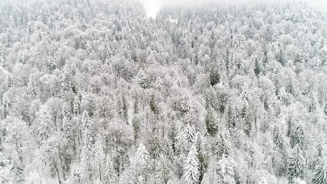 4K. Flight above Ukraine winter forest, aerial top view.