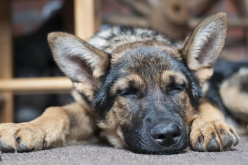 Sleeping Shepard Puppy