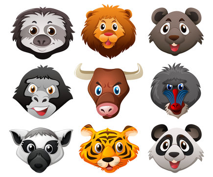 Different faces of wild animals